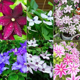 20Pcs Mixed Colors Clematis Seeds for Planting Heirloom & Non-GMO Open Pollinated Attract Butterflies & Hummingbirds Exotic Eye Appeal by YEGAOL Garden
