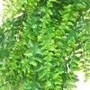 Antspirit 2pack Artificial Fake Hanging Ferns Plants Vine Fake Ivy