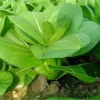 Nygardenia 1000pcs 'All Year Round' Chinese Cabbage Seeds - Heirloom