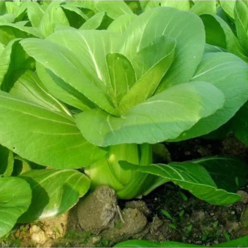 Nygardenia 1000pcs 'All Year Round' Chinese Cabbage Seeds - Heirloom