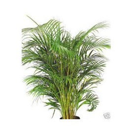 Bamboo Palm 20 Seeds Chamaedoria Elegans