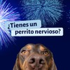 Calmi Pets Relajante Perros Gatos Viajes Estrés Pack 3x90 Tabs