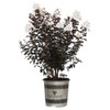 Black Diamond Crape Myrtle Tree (Crystalline White, 3 gal.)