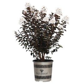 Black Diamond Crape Myrtle Tree (Crystalline White, 3 gal.)
