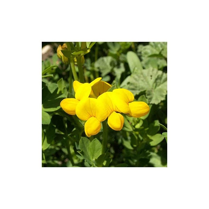 Everwilde Farms - 1/4 Lb Bird's Foot Trefoil Wildflower Seeds