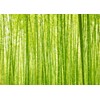 Loccor 9x6ft Fabric Bamboo Forest Backdrop Spring Lush Green Forest