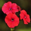 Outsidepride Phlox Scarlet - 5000 Seeds