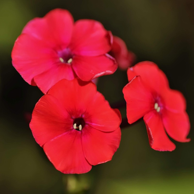 Outsidepride Phlox Scarlet - 5000 Seeds