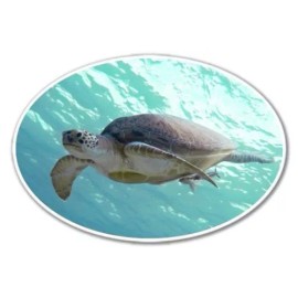 AK Wall Art Turtle Swimming Oval Vinyl Sticker - SELECT SIZE - (A) X-Small: 2.5"