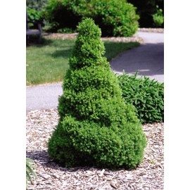 Picea glauca 'Conica' (Dwarf Alberta Spruce) Evergreen, #3 - Size Container