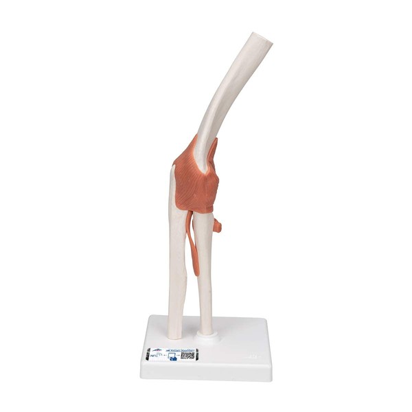 Movable Elbow Joint Model with Elastic Ligaments - Elbow Joint, Functional Model - 3B Scientific