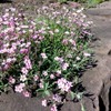 Pink Creeping Baby's-Breath 1000 Seeds Gypsophila Repens Rosea Groundcovers for