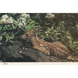 Mike Roberts Fawn --POSTCARD
