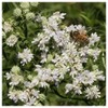 Everwilde Farms - 2000 Mountain Mint Native Wildflower Seeds -