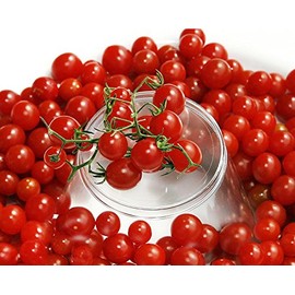 30 Sweet Pea Currant Tomato Seeds, Heirloom Non-GMO, Extra Sweet and Heavy-Yielding, Low Acid, Indeterminate, Open-Pollinated, Long Season, Super Delicious, from USA Solanum lycoperscium