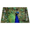 Peacocks Placemats Set of 4, I Am The Most Beautiful