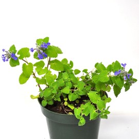 Nepeta 'Chartreuse on The Loose PPAF', Catmint, Fragrant Flowering Plant, Three Seasons of Color by Way of Foliage and Flowers, ContainerSize: 4.5"