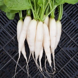 POPPA IN THE GARDEN White Icicle Radish Seeds - 201 SEEDS NON-GMO