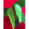 TRINITARIO Theobroma Cacao Cocoa Chocolate Fruit Tree Potted Plant RED