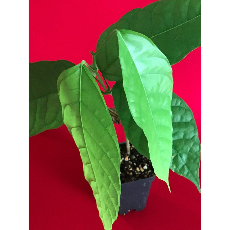 TRINITARIO Theobroma Cacao Cocoa Chocolate Fruit Tree Potted Plant RED