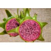 Cactus 4 Edgar's Baby Dragon Fruit Red Live Four Plants