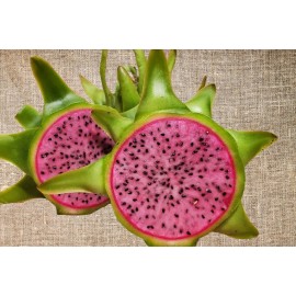 Cactus 4 Edgar's Baby Dragon Fruit Red Live Four Plants Garden Outdoor Plant