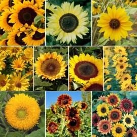 Southeast Seeds Beautiful Variety Sunflower Mix, 7 Species, Sunny Sunflowers, FREE SHIPPING - Approx 50 Seeds or 1/4 OZ