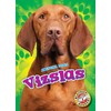 Vizslas (Awesome Dogs)