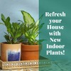 HOUSE PLANT SHOP | Succulent 'String of Bananas' - 6"