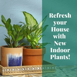 HOUSE PLANT SHOP | Succulent 'String of Bananas' - 6" Pot | Live Indoor Plant | Easy to Care | Natural Décor Plant | Great Gifts| Free Care Guide