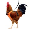 Yesito Chicken Harness Hen Size with 5.5ft Matching Leash –