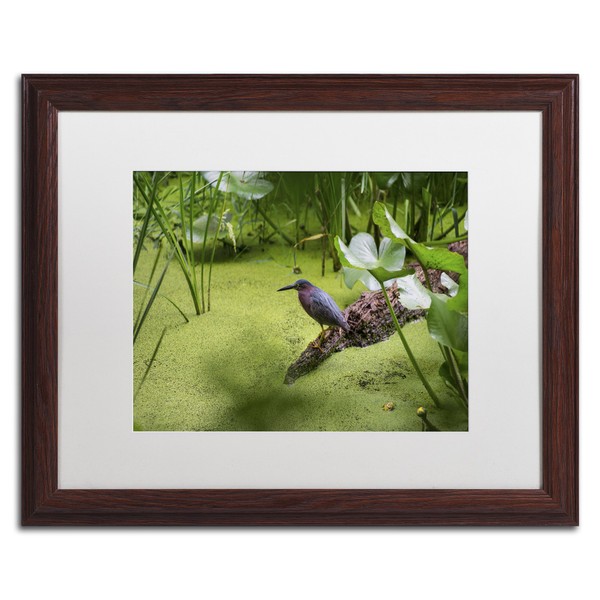 Green Heron by Kurt Shaffer, White Matte, Wood Frame 16x20-Inch