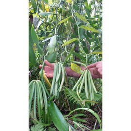 Gourmet Vanilla Beans Pack of 10 (10-14 cm Long)