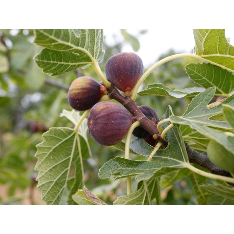 Fig Fruit Tree 8”’With Pot Cutting Ready To Plant