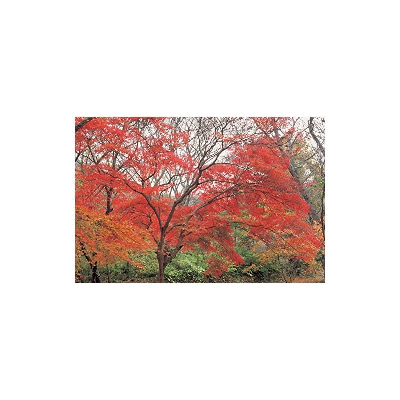 Hoya Red Enhancer Intensifier RA54 Filter (62mm)