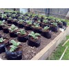 Jamieson Brothers Polypots 5 pack re-usable pots holds 20 litres