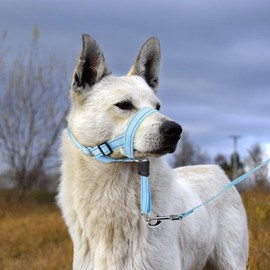 Candofly Dog Headcollar│Adjustable Dog Head Halter Stops Heavy Pulling On The Leash │Soft Padded Head Collar with Safety Reflective Strap for Easier Walks (Large, Blue)