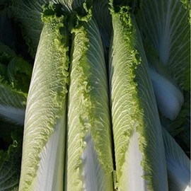Chinese Cabbage Seeds - Pagoda 70 - Hybrid - 1 g Packet ~40 Seeds - Non-GMO, F1 Hybrid - Asian Garden Vegetable
