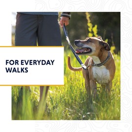 Ruffwear, Chain Reaction Dog Collar, Martingale Style for On-Leash Walking, Basalt Gray, 11"-14"