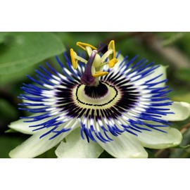 Seeds Passionflower Purple Beautiful Exotic Flower Perennial Outdoor Garden Cut Flowers for Planting Non GMO