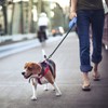 Idepet Heavy Duty Retractable Dog Leash for Small and Medium
