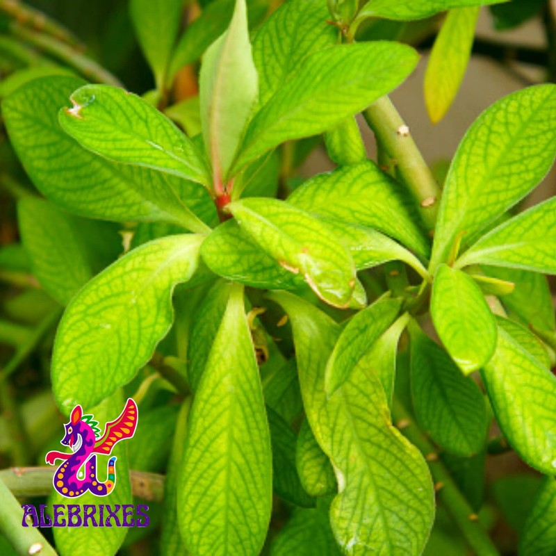 Alebrixes | Moronel Herbal Tea (4oz)| Premium Quality Moronel Herbal