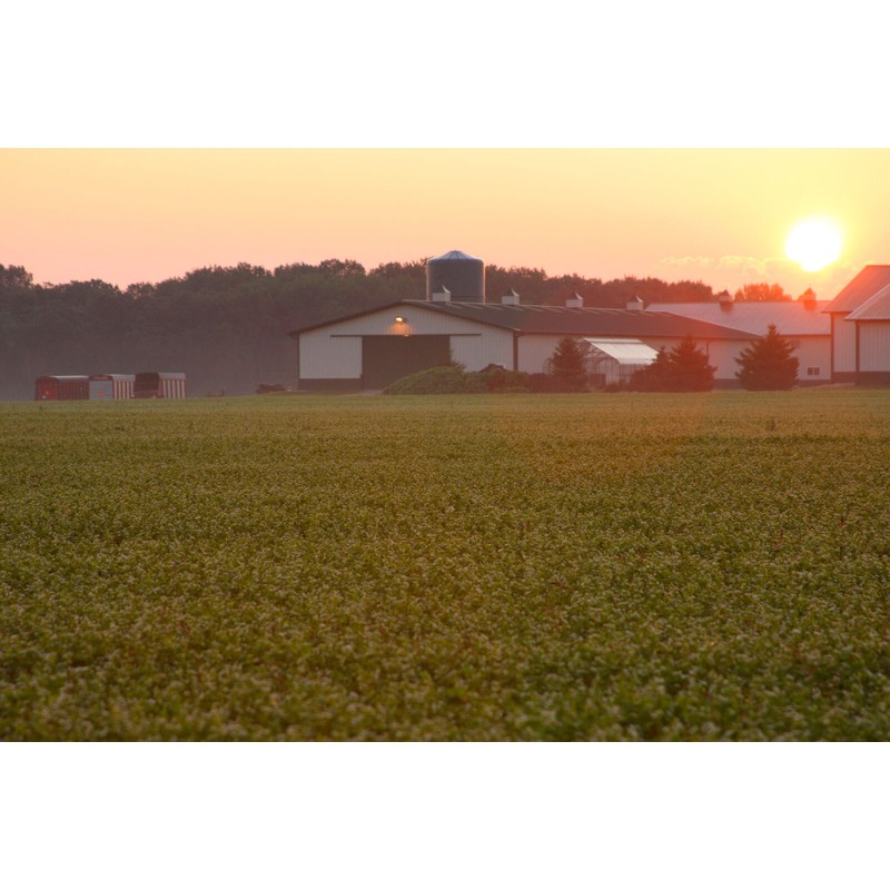 Standard Process Bio-Dent Whole Food Supplement, 180 Tablets