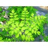 モリンガ茶 2g×30包×2袋 沖縄ウコン販売 沖縄の太陽と自然の恵み モリンガのハーブティー