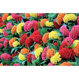 KIRA SEEDS - Seeds Cockscomb Mix - Celosia - Annual Flowers for Planting