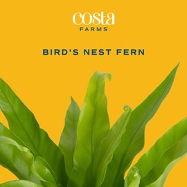 Costa Farms Bird's Nest Fern, Live Indoor Plant, Houseplant in Nursery Planter Pot, Room and Home Décor, Housewarming, 14-Inches Tall