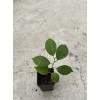 Tree Cherimoya With Pot 8” Live Plant Seedling Fruit Tree