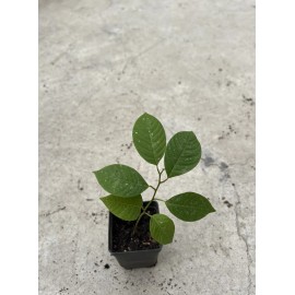 Tree Cherimoya With Pot 8” Live Plant Seedling Fruit Tree Ready To Plant
