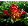 Classy Groundcovers, Trumpet Creeper, Cow Itch Vine, Hummingbird Vine, Trumpet