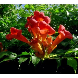Classy Groundcovers, Trumpet Creeper, Cow Itch Vine, Hummingbird Vine, Trumpet Vine (10 Bare Root Plants)